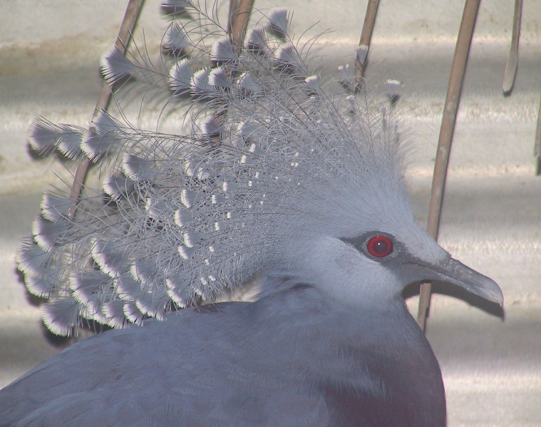 png pigeon